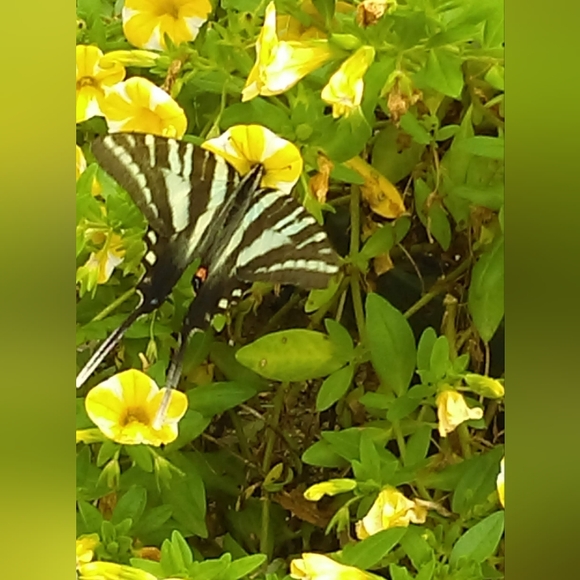 Meet your Posher, Lora - Picture 3 of 8